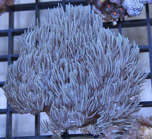Pulsing Blue Steel Xenia Coral
